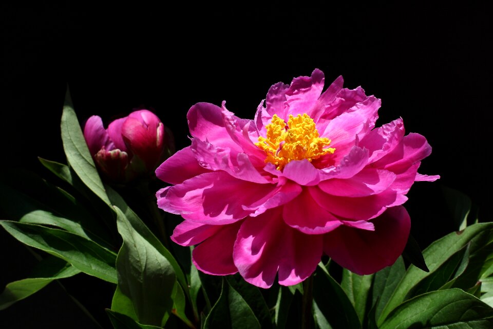 Wild flowers petals nature