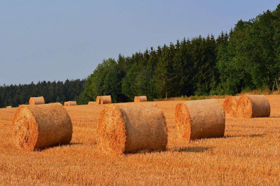Straw bales summer round bales