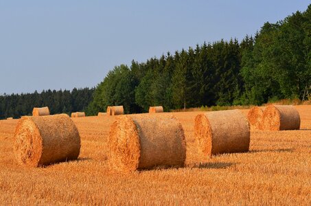 Straw bales summer round bales