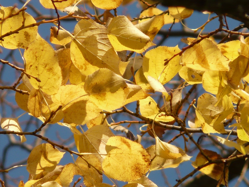 Leaves autumn fall leaves