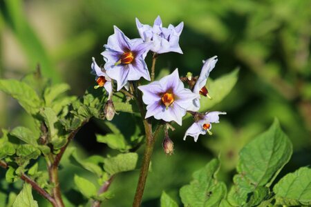 Vegetables bloom plant
