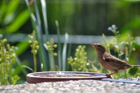 Bird nature bad