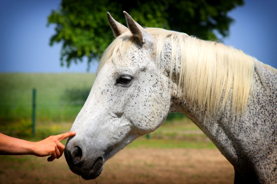 Love for animals animal nature