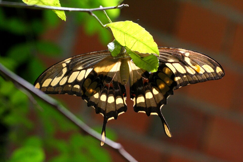 Animal flower wings