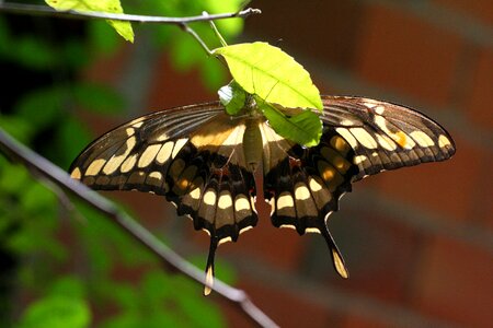 Animal flower wings photo