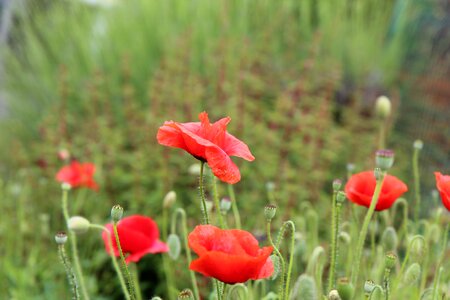 Flowering field poppy