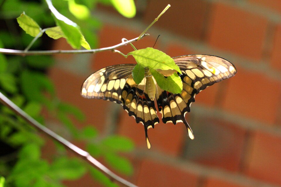 Animal flower wings