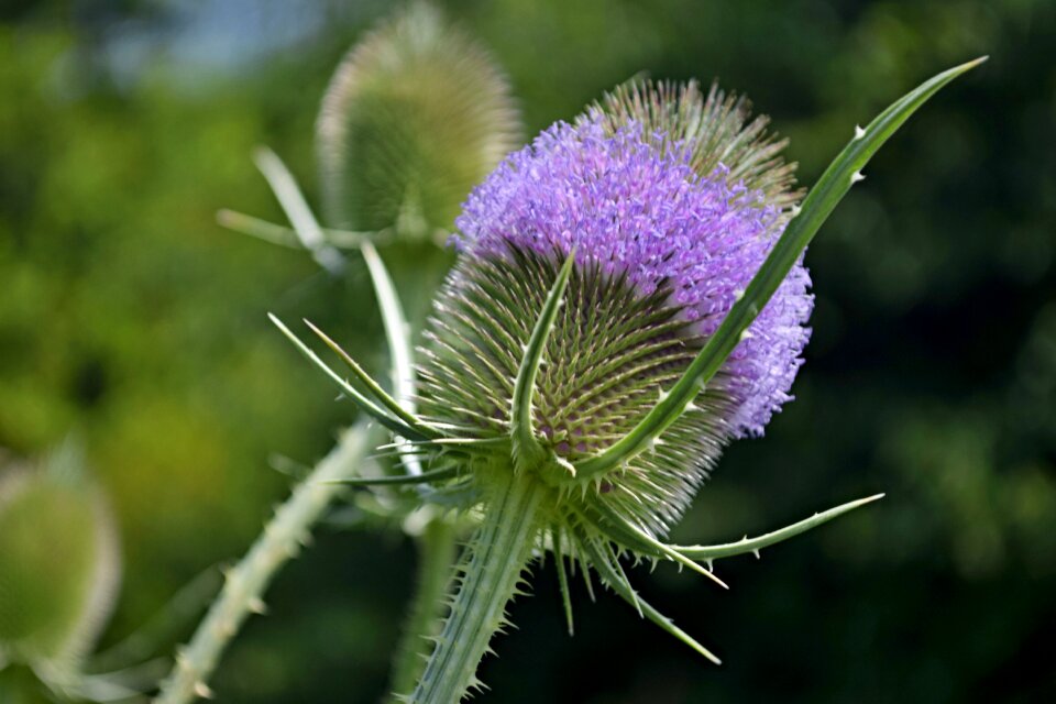 Meadow nature prickly
