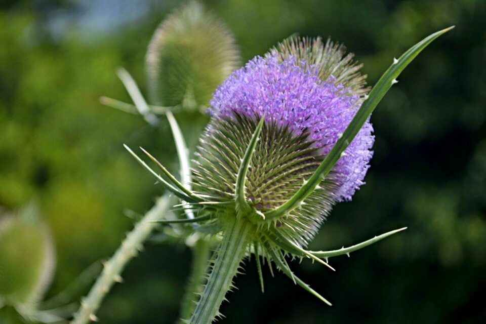 Meadow nature prickly photo