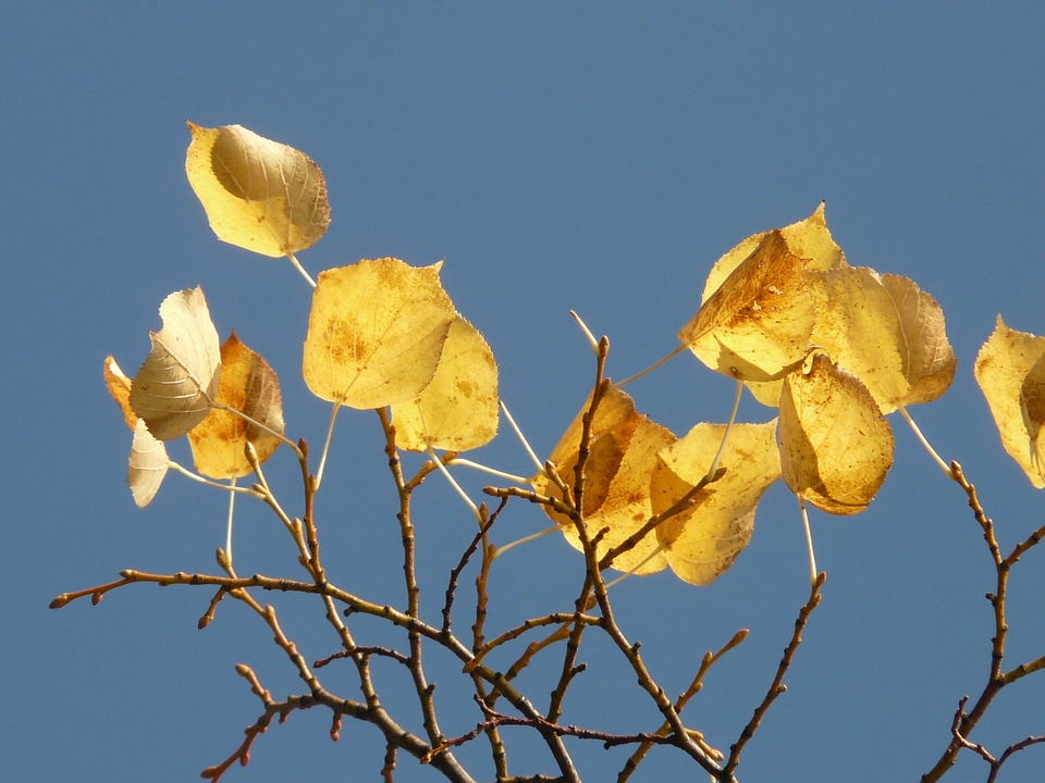 Leaves autumn fall leaves