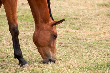 Nature animals equestrian