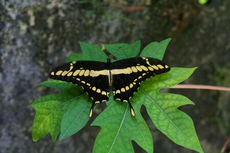 Animal flower wings photo