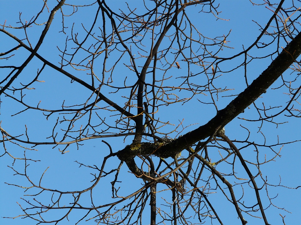 Aesthetic autumn tree