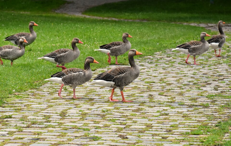 Group goose-char run