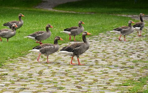 Group goose-char run