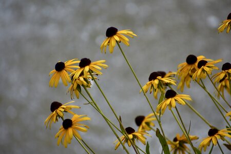 Nature plant garden