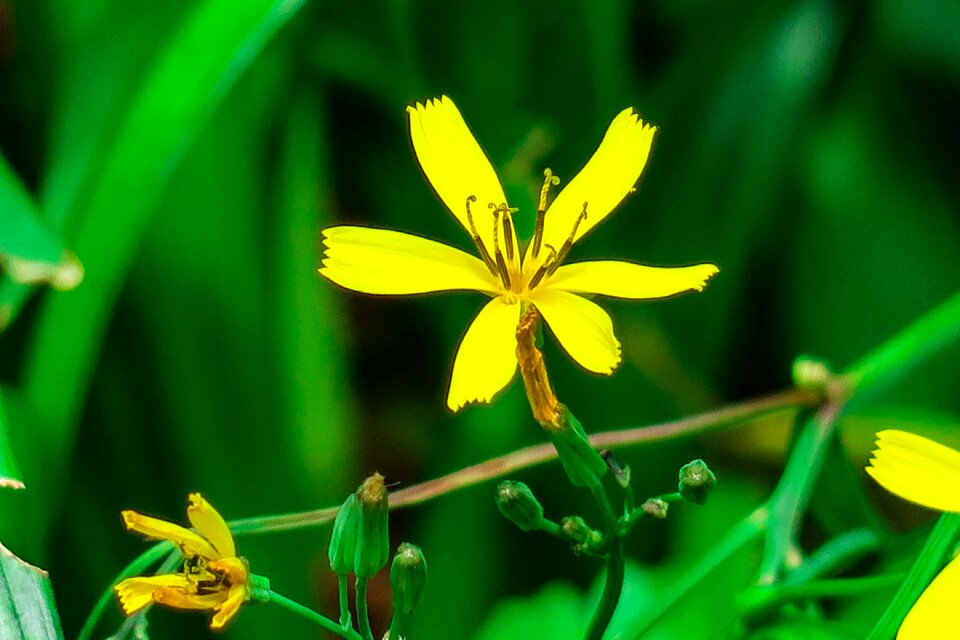Flower hua xie bloom