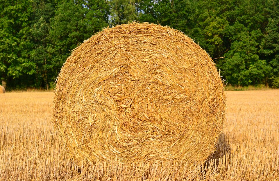 Agriculture summer nature