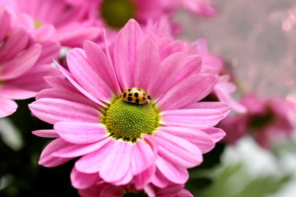 Pink nature plant