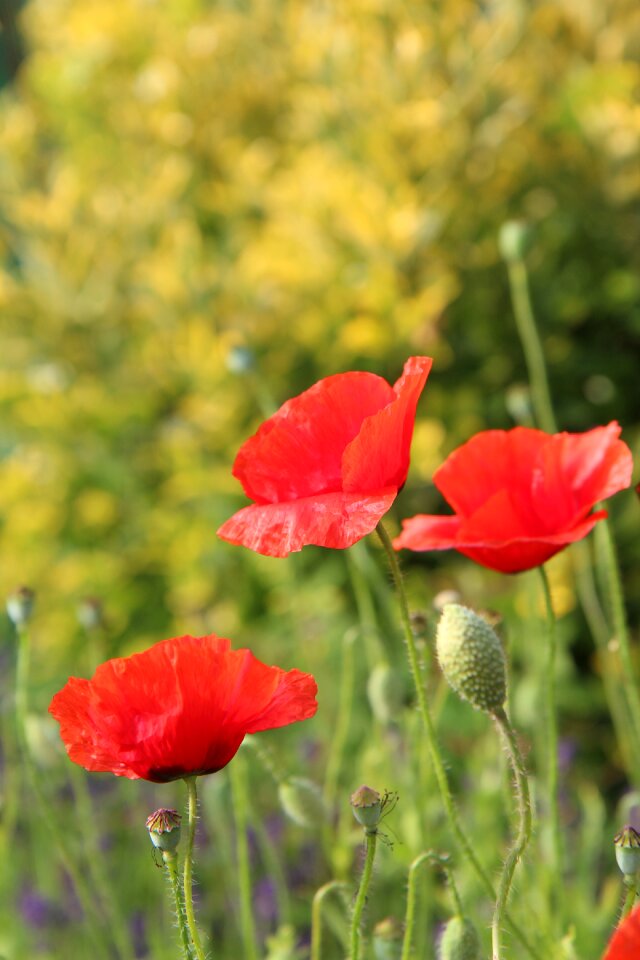 Flowering field poppy