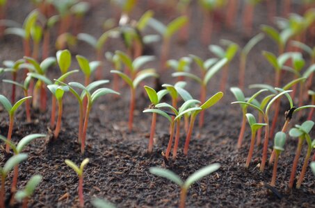 Seed germination green seedling