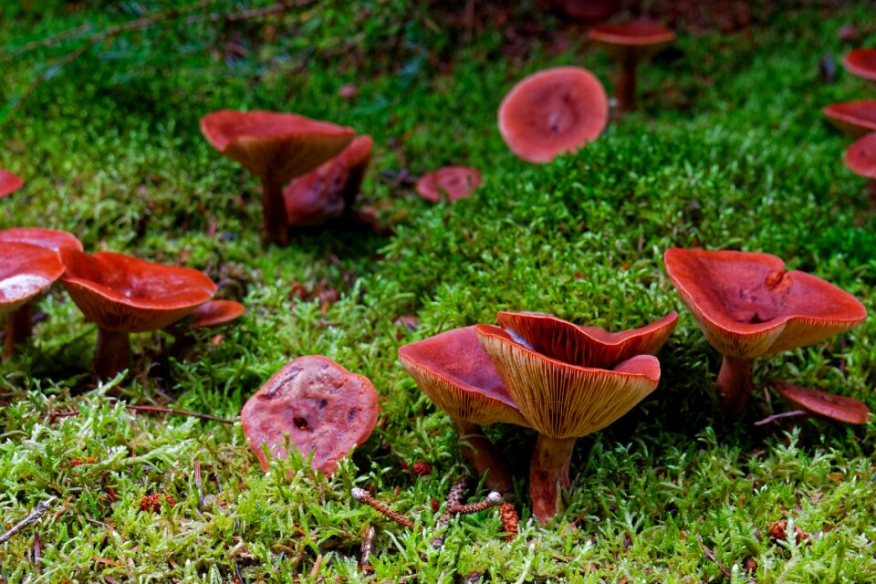 Toxic forest floor forest mushroom