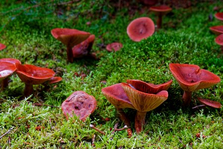 Toxic forest floor forest mushroom photo