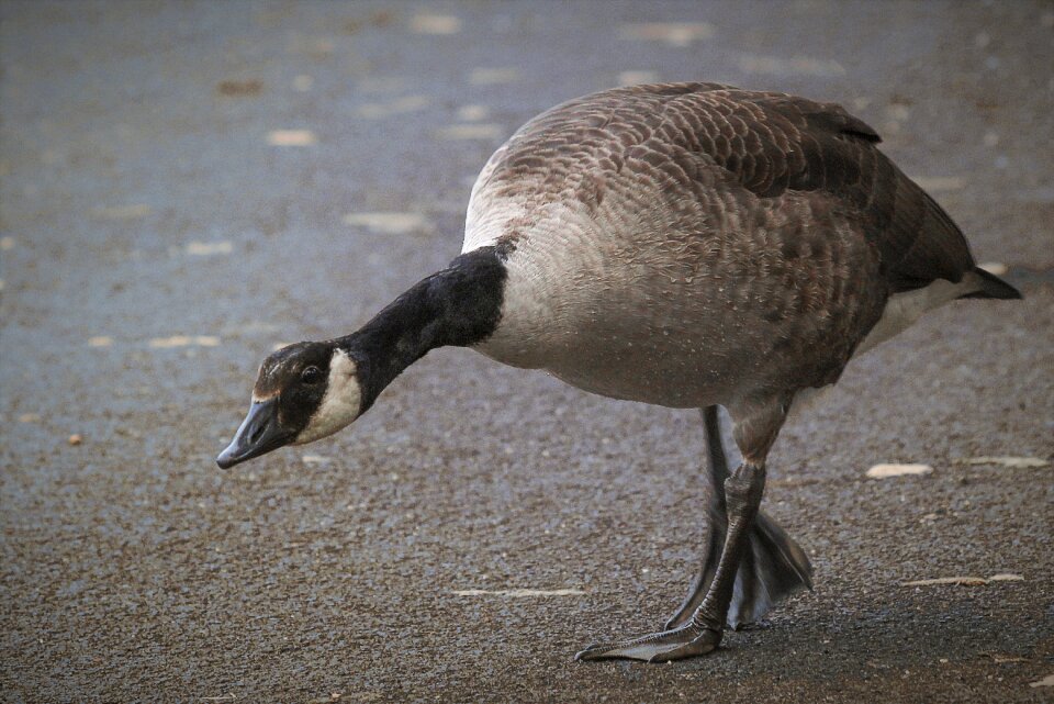 Water bird wild goose poultry