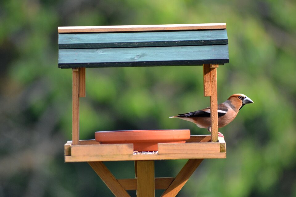 Bird plumage bird watching