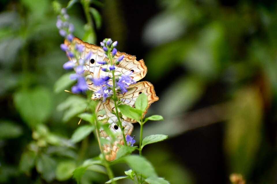 Nature animal bloom