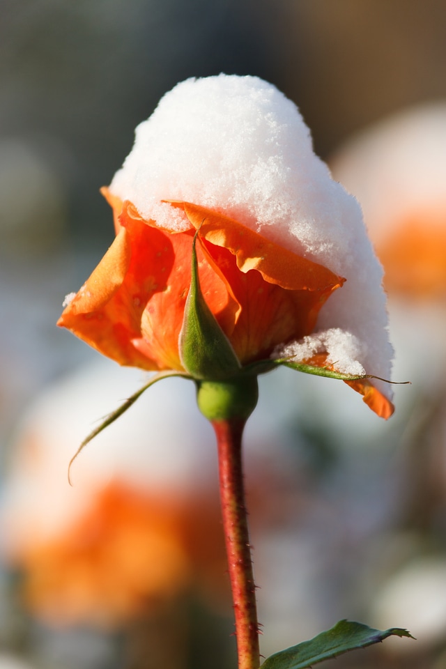 Beauty cold flower