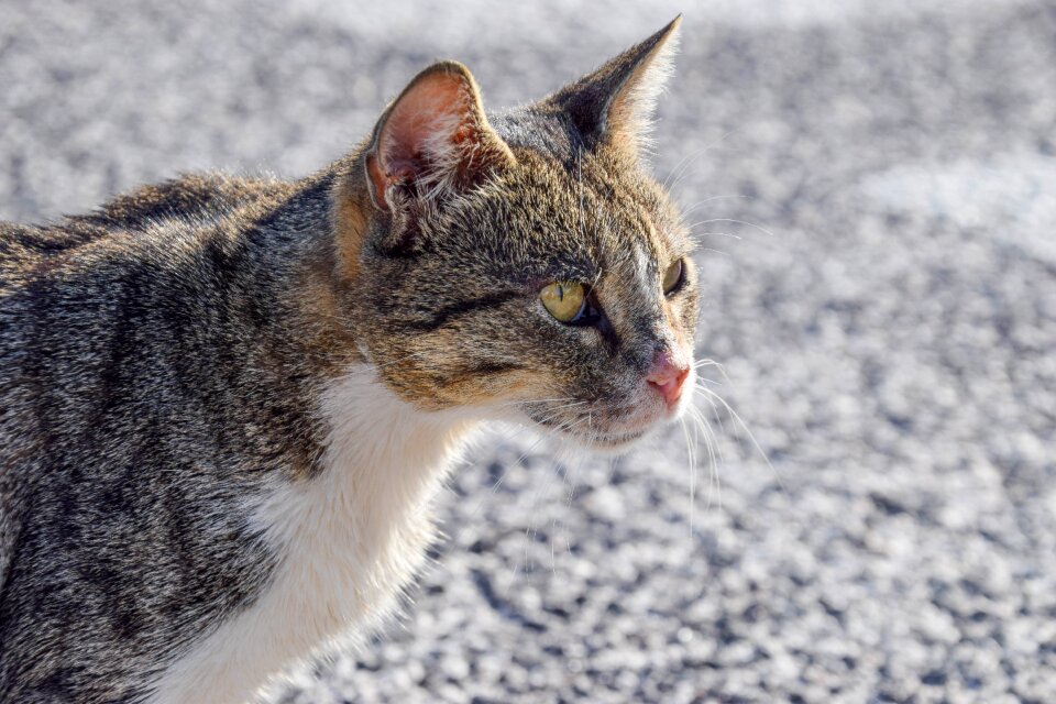 Close up cat face fur
