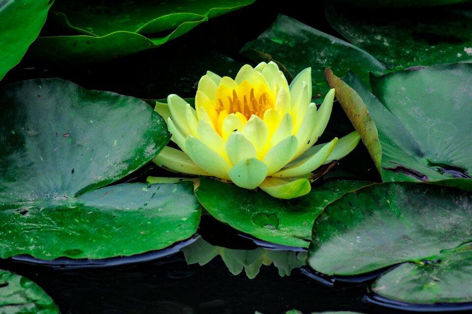 Flower flowering nature