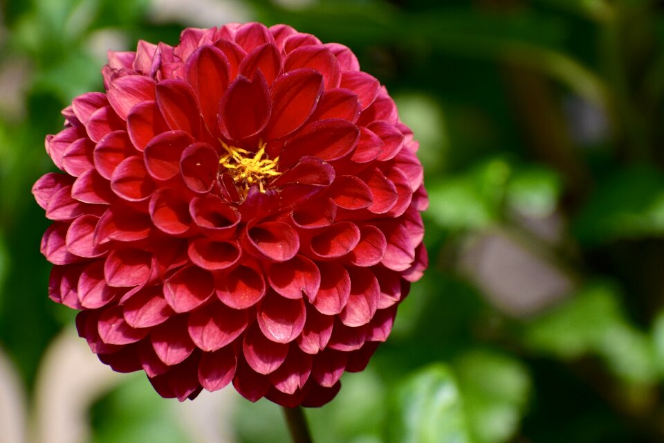 Flower flora nature