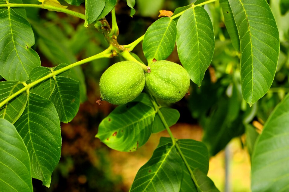 Summer immature healthy