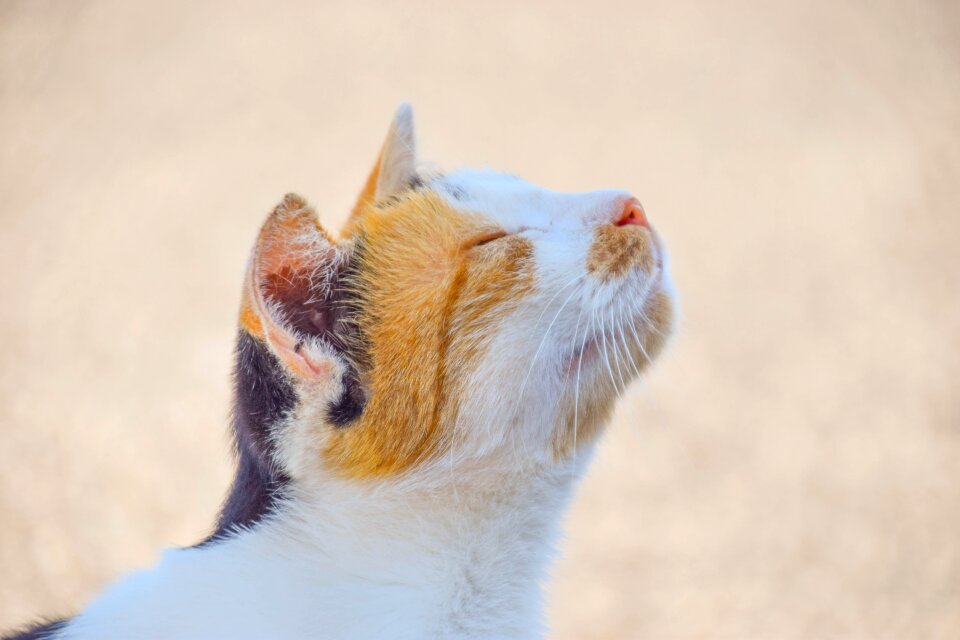 Close up cat face fur