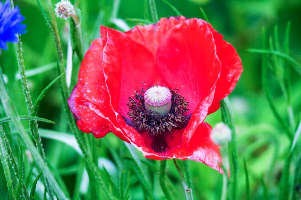 Flower beautiful cute