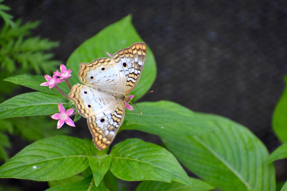 Animal nature insect