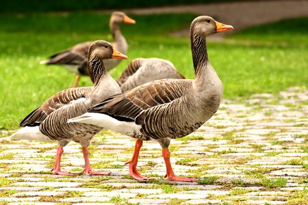 Group goose-char run