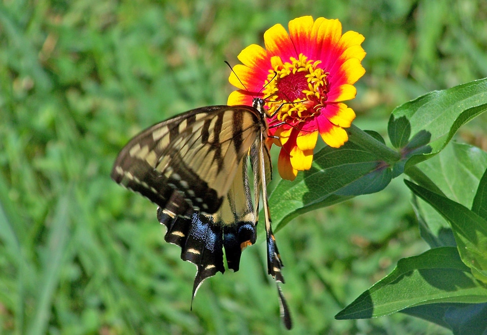Scarce swallowtail butterfly animal