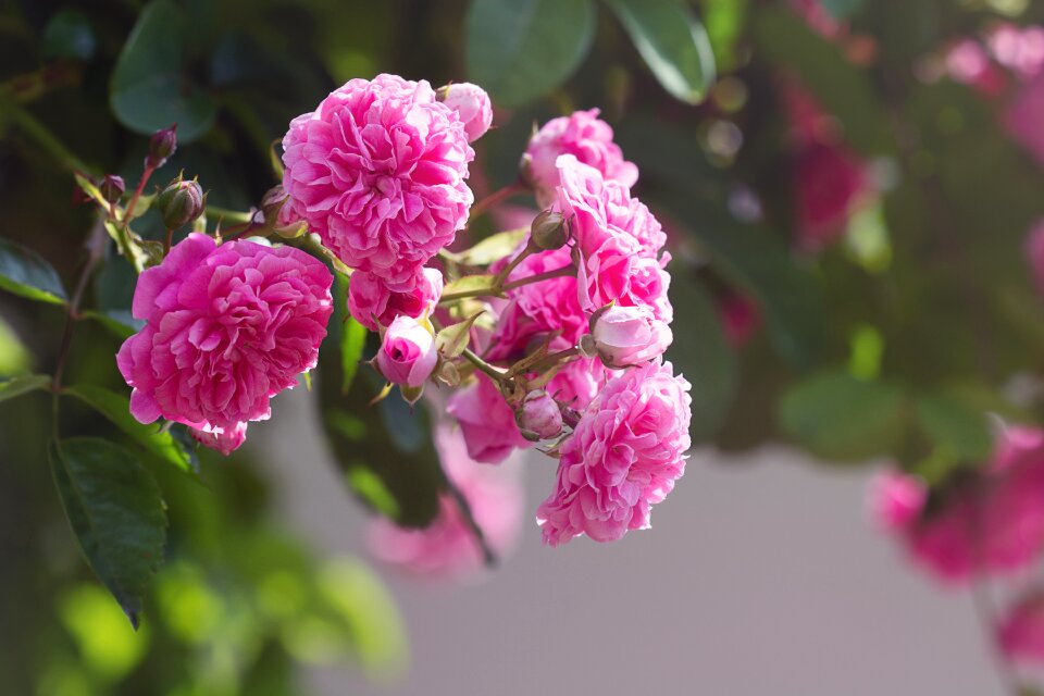 Flowers pink flowers filled blossoms