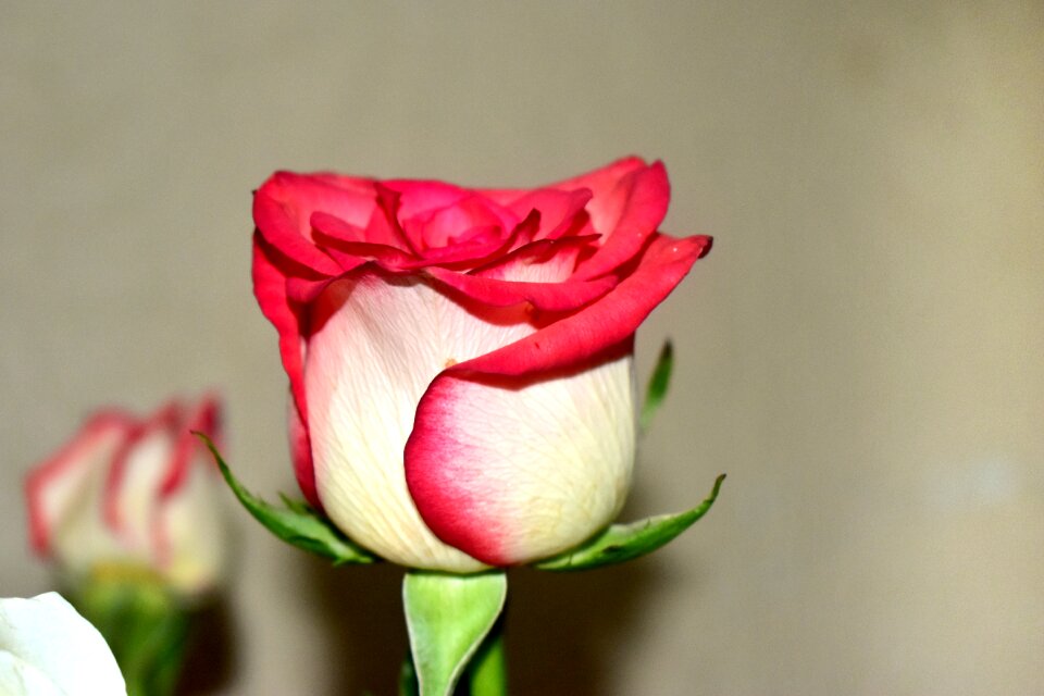 Flora romantic romance