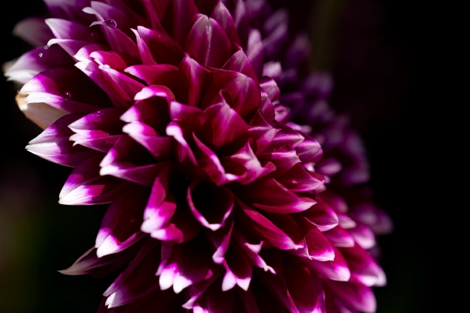 Blossom bloom nature