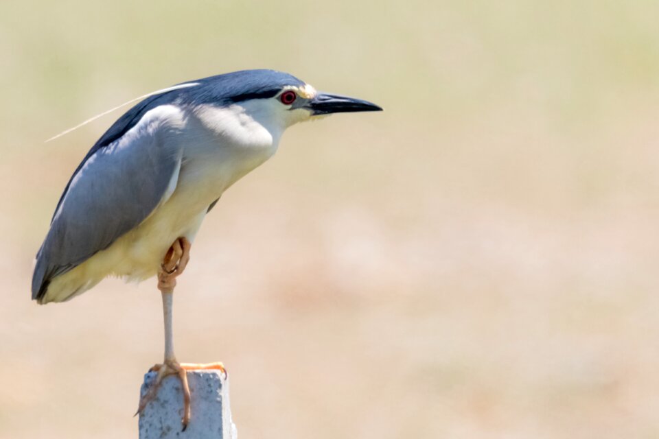 Doñana martinete común black crowned night heron