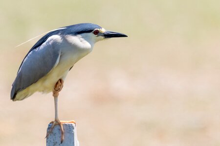 Doñana martinete común black crowned night heron