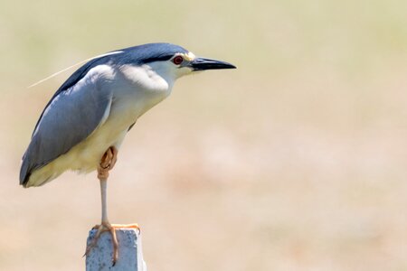 Doñana martinete común black crowned night heron photo