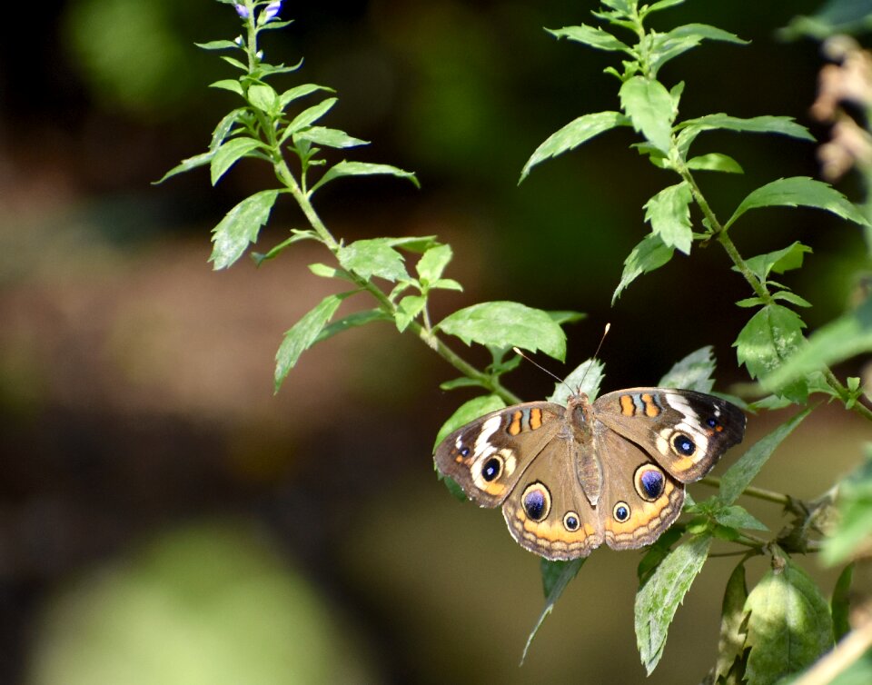Insect nature garden