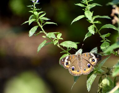 Insect nature garden