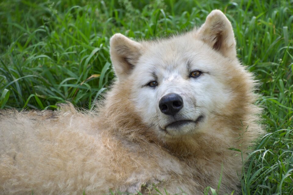 Predator animal head