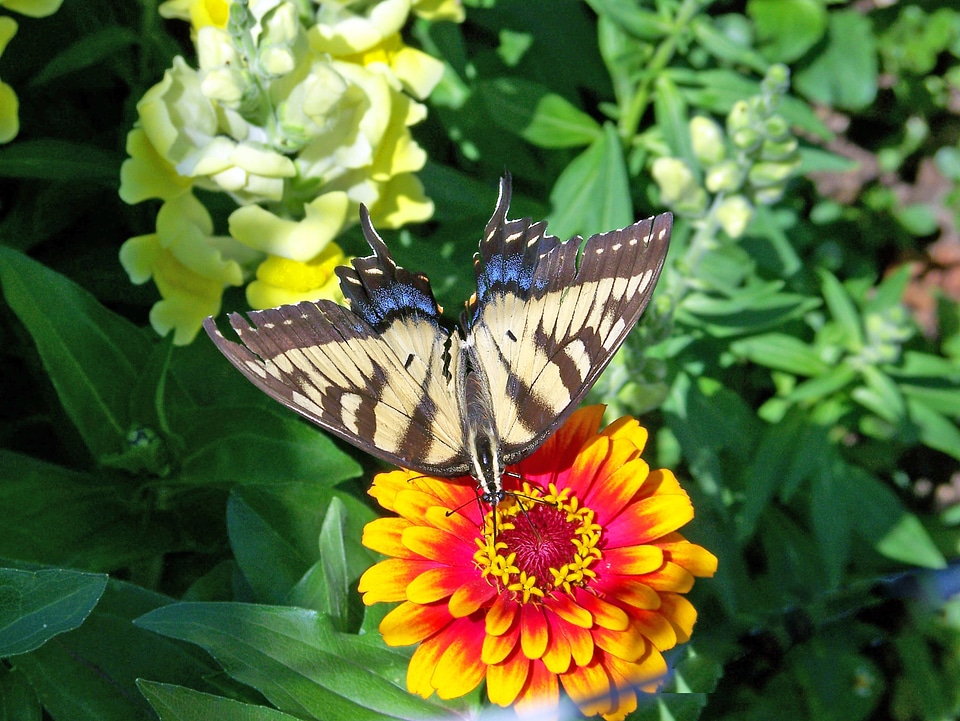 Scarce swallowtail butterfly animal